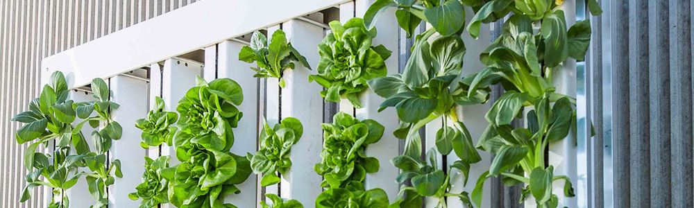 vertical farming insalata